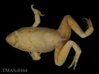 藏品(澤蛙)的圖片